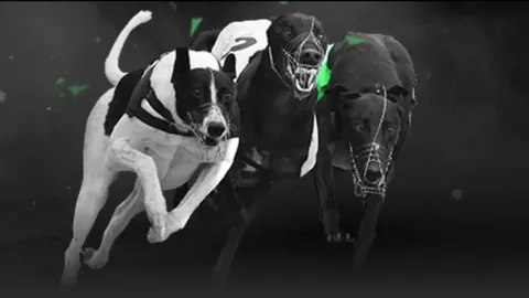 “报名名单揭晓！热议中国女排新帅，网友难舍‘郎平时代’情怀”